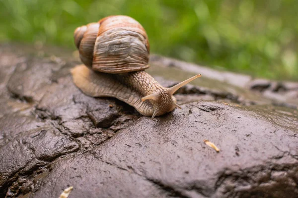 Eine Große Schnecke Kriecht Auf Einem Nassen Stein — Stockfoto