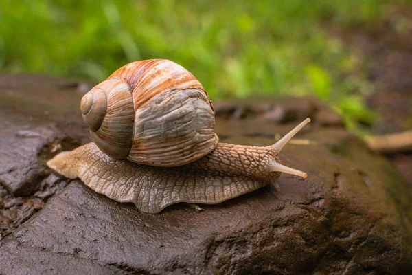 Large Snail Crawling Wet Stone — Stock Photo, Image