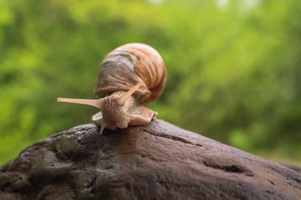 一只大蜗牛爬在一块潮湿的石头上 — 图库照片