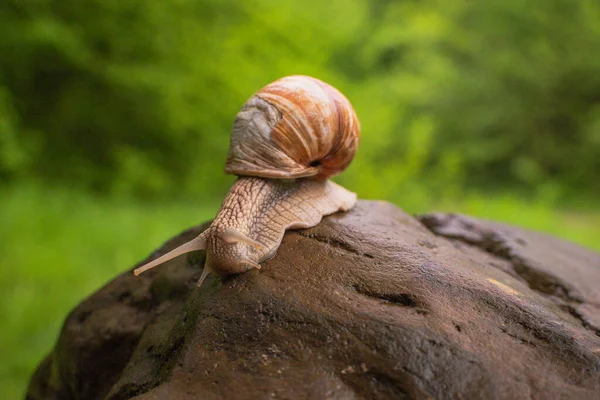 Een Grote Slak Kruipend Een Natte Steen — Stockfoto