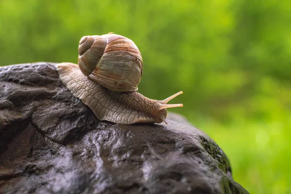 Large Snail Crawling Wet Stone — Stock Photo, Image