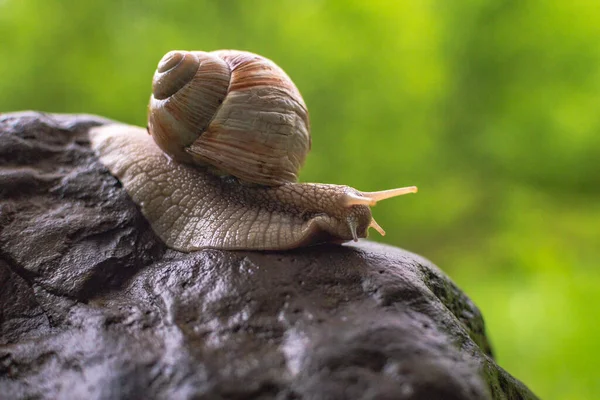 Eine Große Schnecke Kriecht Auf Einem Nassen Stein — Stockfoto