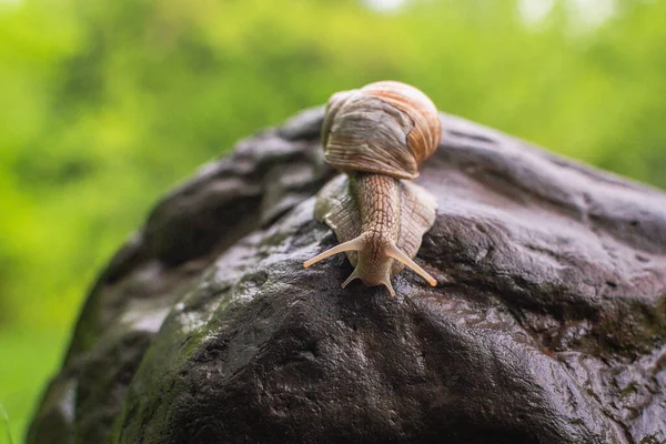 Large Snail Crawling Wet Stone — Stock Photo, Image