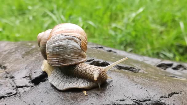 Gros Escargot Rampant Sur Une Pierre Mouillée — Video