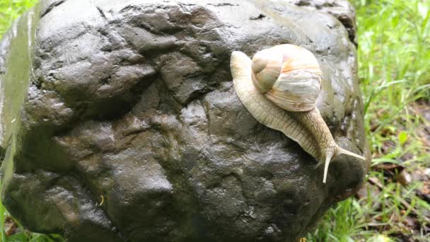 기어다니는 커다란 달팽이 — 비디오