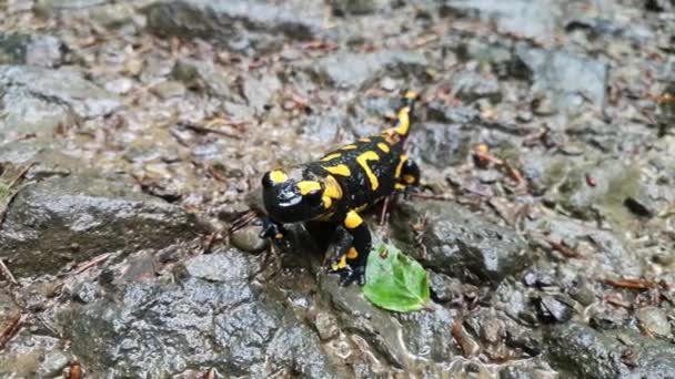 Salamander Regnig Kväll Skogen — Stockvideo