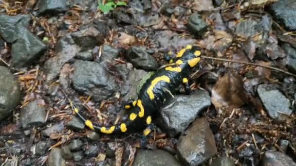 Salamander Een Regenachtige Avond Het Bos — Stockvideo