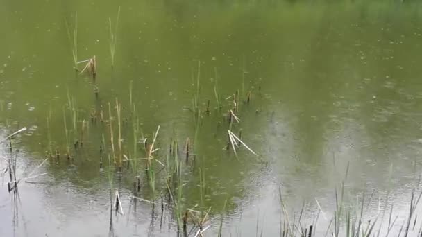 Pequeño Lago Bosque Montaña Lluvia — Vídeos de Stock