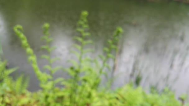 Pequeno Lago Uma Floresta Montanha Chuva — Vídeo de Stock