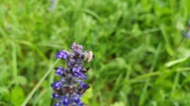 Bombylius major 'ın çiçekli yağmur damlaları