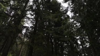 Bahar yağmurunda dağ koruma ormanı