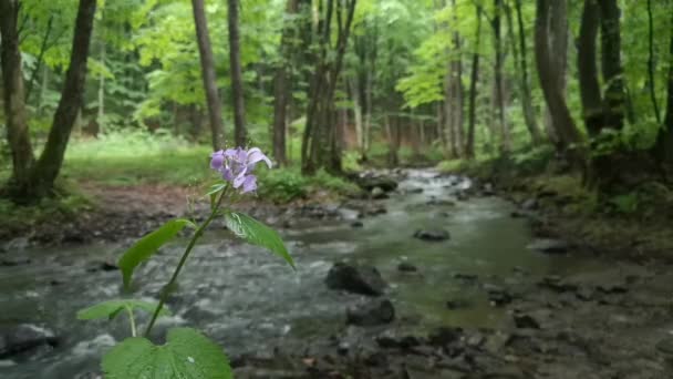 Corriente Primavera Montaña Bosque — Vídeos de Stock