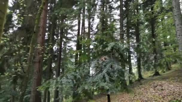 Bjergreservat Skov Forårsregn – Stock-video