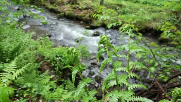 Corriente Primavera Montaña Bosque — Vídeos de Stock