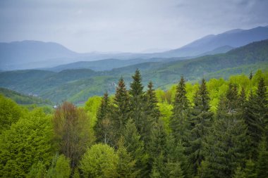 Yağmurda Karpatlar 'da bahar manzarası