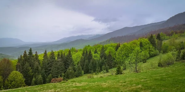 Spring Landscape Carpathians Rain — Stock Photo, Image