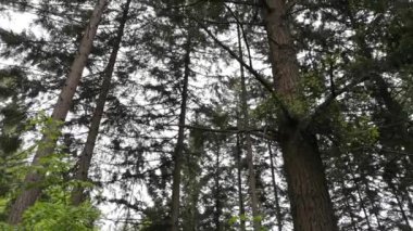 Bir bahar akşamında dağ koruma ormanı.