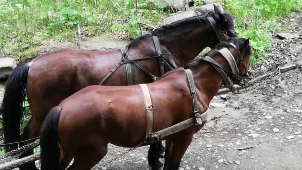 Para Zaprzęgniętych Brązowych Koni Górskiej Drodze — Wideo stockowe