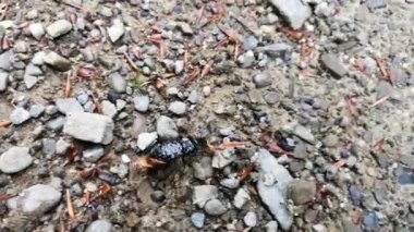 Yol boyunca kocaman parlak bir böcek koşuyor.