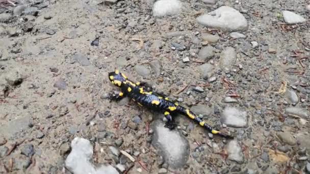 Salamander Regnig Kväll Skogen — Stockvideo