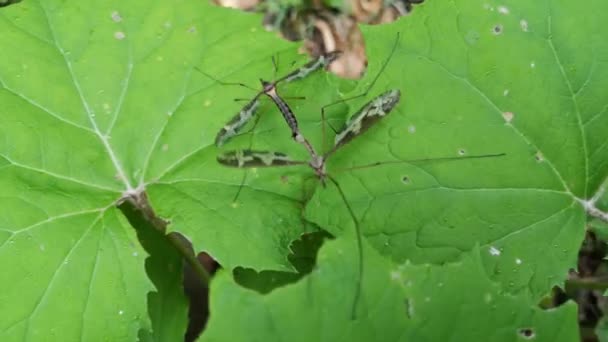 Due Enormi Zanzare Una Foglia Verde Accoppiato — Video Stock