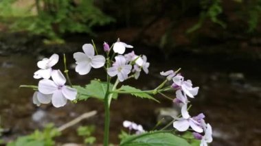 Kardamine pratensis, Dağ nehri yakınlarında pembe çiçek.