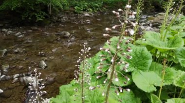 Kardamine pratensis, Dağ nehri yakınlarında pembe çiçek.