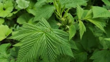 Dağ nehrinin yanında genç böğürtlen yaprakları