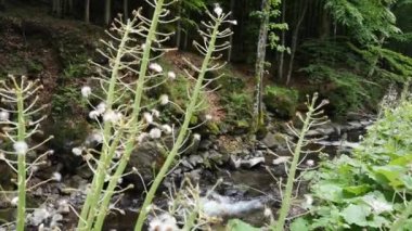 Kardamine pratensis, Dağ nehri yakınlarında pembe çiçek.