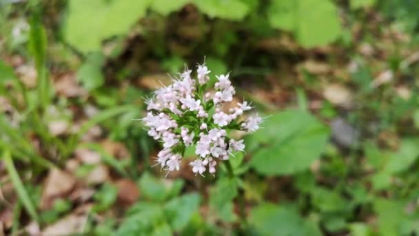 Tânără Plantă Înflorire Valerianna Officinalis Lângă Râu Munte — Videoclip de stoc