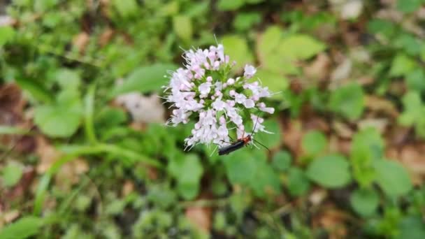 若い花の植物 Valerianna Officinalis近くの山の川 — ストック動画