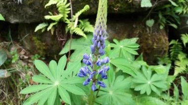 Dağ nehri yakınlarındaki genç mor lup bitkisi.