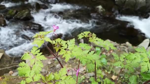 Лісова Герань Рожева Квітка Біля Гірської Річки — стокове відео