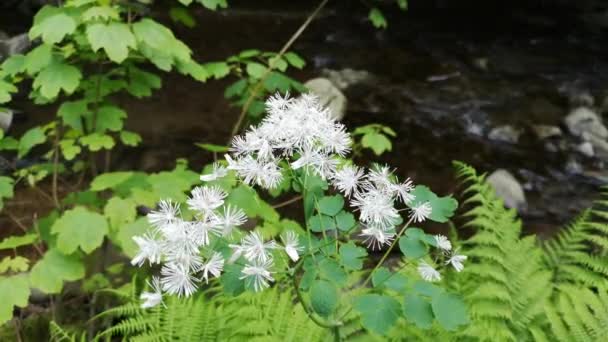 Jeune Plante Basilic Fleurs Filamenteuse Près Une Rivière Montagne — Video