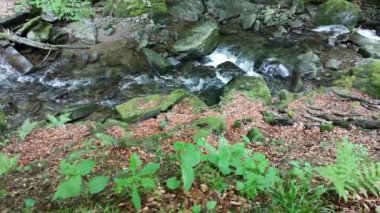 Bahar Ormanı 'ndaki fırtınalı dere