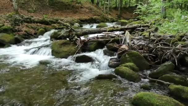 Fluxo Tempestuoso Floresta Montanha Primavera — Vídeo de Stock