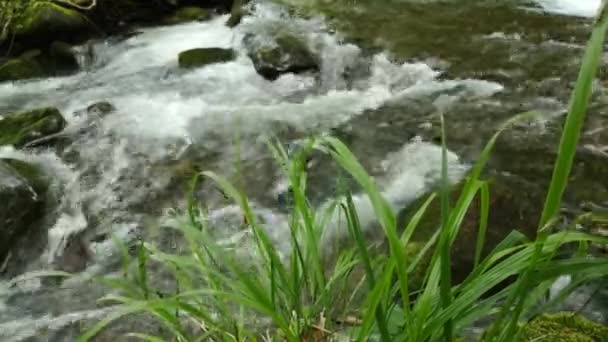 Tormentoso Arroyo Bosque Montaña Primavera — Vídeo de stock