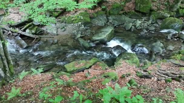 Stürmischer Bach Frühlingshaften Bergwald — Stockvideo