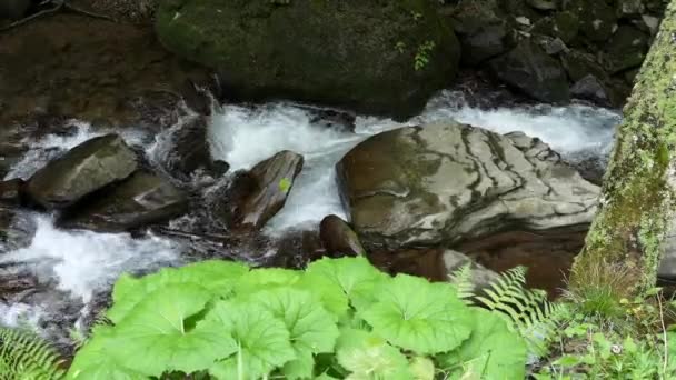 Fluxo Tempestuoso Floresta Montanha Primavera — Vídeo de Stock