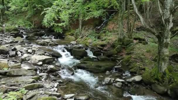 Ruisseau Orageux Dans Forêt Montagne Printanière — Video