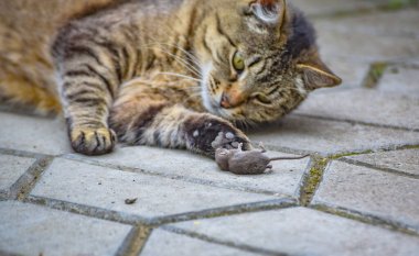 Evcil bir kedi, avıyla bir fareyle oynar.