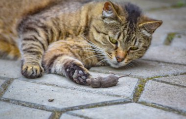 Evcil bir kedi, avıyla bir fareyle oynar.