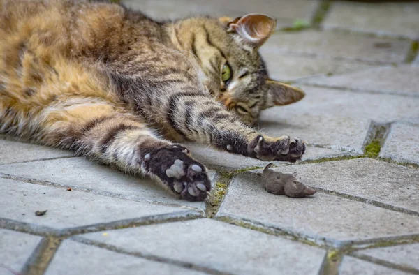 Eine Hauskatze Spielt Mit Ihrer Beute Mit Einer Maus — Stockfoto