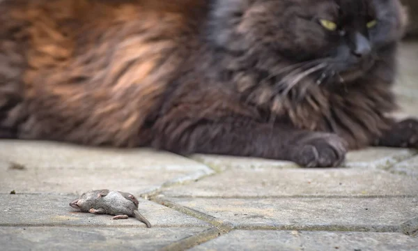 Domácí Nadýchaná Kočka Její Dravá Myš — Stock fotografie