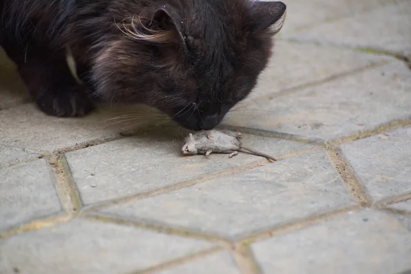 Domowy Puszysty Kot Jego Zdobycz Myszy — Zdjęcie stockowe