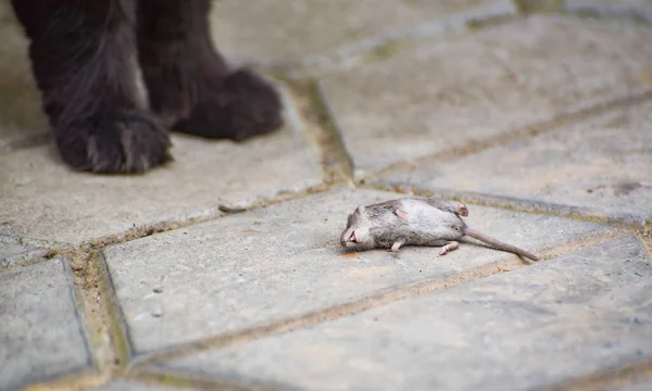 Huisdier Pluizige Kat Zijn Prooi Muis — Stockfoto