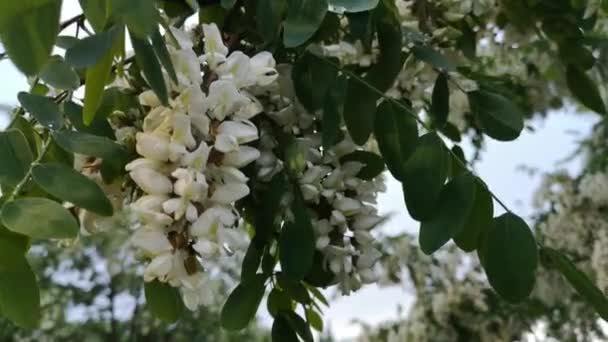 白いアカシアの花の光沢のあるクラスター — ストック動画