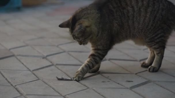 Gato Doméstico Sua Presa Rato Shrew — Vídeo de Stock