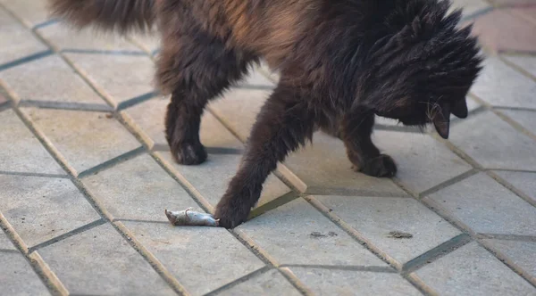 Huiskat Zijn Prooimuis Spitsmuis — Stockfoto