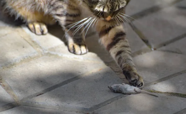 Huiskat Zijn Prooimuis Spitsmuis — Stockfoto